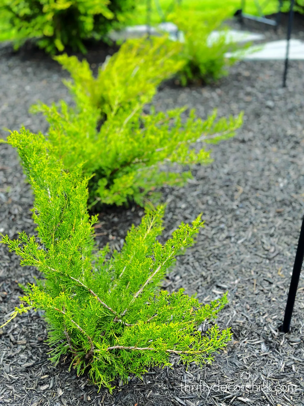 sea green juniper bush